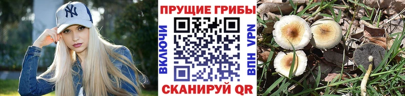 где купить   Кириллов  Псилоцибиновые грибы Psilocybine cubensis 